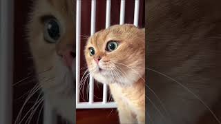 Download lagu Meme Kucing Bicara Viral - Asli ๐ #kucingbicara mp3 Download lagu Meme Kucing Bicara Viral - Asli ๐ #kucingbicara mp3
