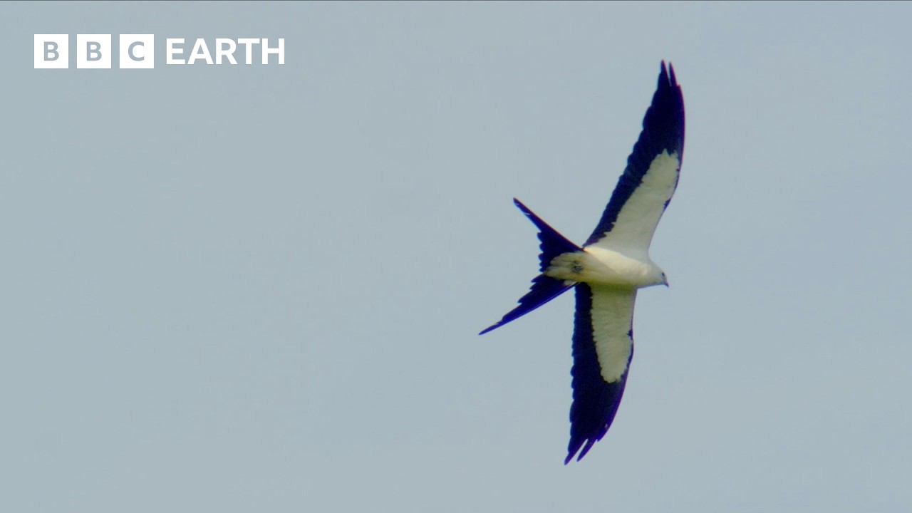 The Secrets Behind the Swallow‑Tailed Kite’s Perfect Flight | BBC Earth