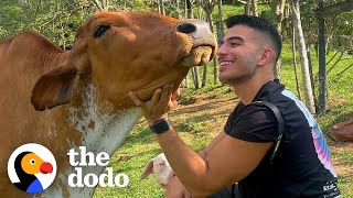 Dodo Producer Goes To Colombia To Meet A Very Special Cow In Person | The Dodo
