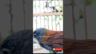 Download lagu pancingan bunyi burung sniper #burung #suaraburung #kicaumania #masteranburung #2022 mp3