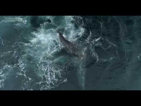 Full Killer Whale Attack