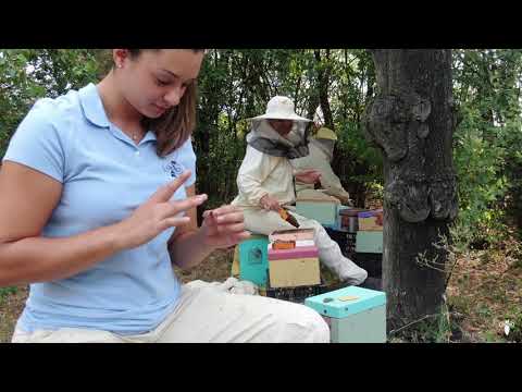 Inside Tenuta Ritiro - italian beekeeping- buckfast queen bees production