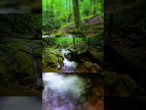 Peace & Joy - Deep Forest (Relaxing Music)  #relax #relaxing #anxiety #aromatherapy #beautiful