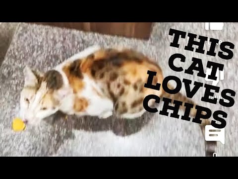 Can Cats Eat Potato Chips? What You Need to Know!