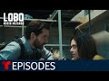 Lobo Morir Matando The Girl And Lobo Episode 1 Telemundo English