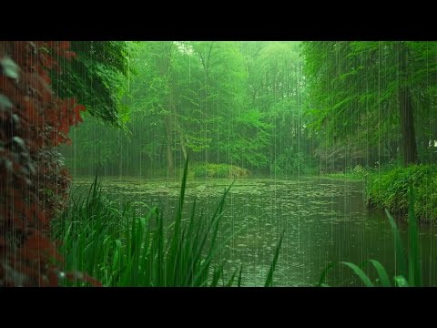 The beautiful little river is raining(109) , sleep, relax, meditate, ASMR, Real Shot