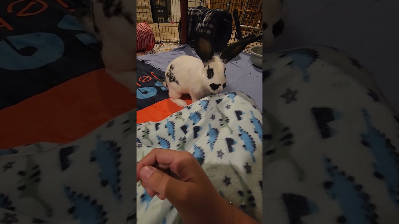 Enlarge Baby Got Hops-Foster, a Adoptable Checkered Giant in Grand Rapids, MI video 5/5