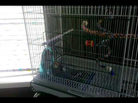 Penwood - Cockatiel Singing La Cucaracha and Doing Wolf Whistles