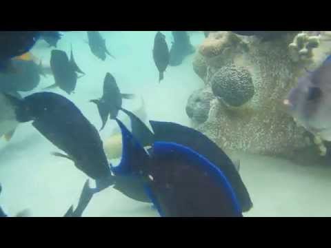 Feeding Tropical Fish at Discovery Cove