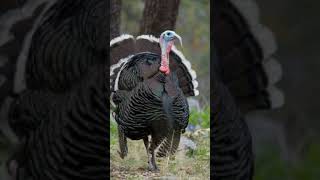 Download lagu A Turkey Titan: The Heaviest Turkey on Record September 2025 mp3