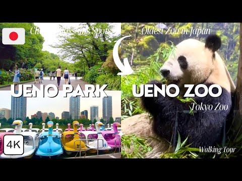 Ueno Park & Zoo in Tokyo (Full Tour) | Japan Travel Vlog 🇯🇵| 4K Japan Walk