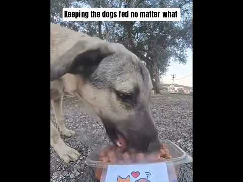 Keeping the dogs fed