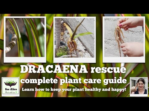 , title : 'How I saved a Dracaena Marginata + plant care tips'