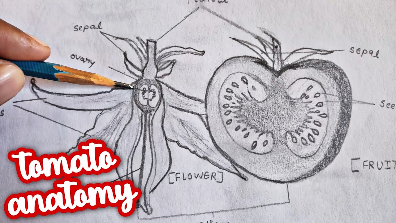 Tomato Anatomy Labelled Diagram Drawing | Life Cycle of Tomato Plant - Drawing