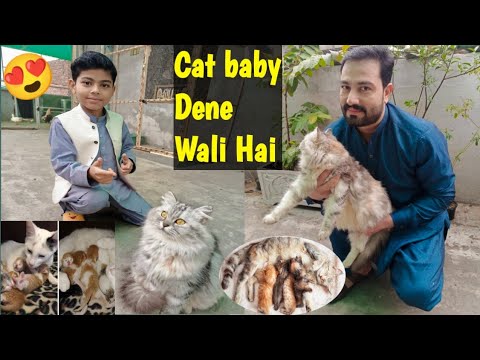 😘 Hamari cat baby Dene Wali Hai 😘@Aneeqbhaivlogs @viral