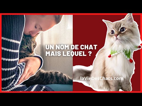 UN NOM DE CHAT en T pour 2022 facile à trouver
