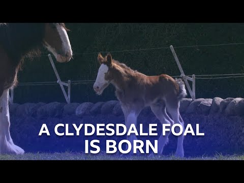 A Baby Clydesdale Horse Is Born | This Farming Life | BBC Scotland