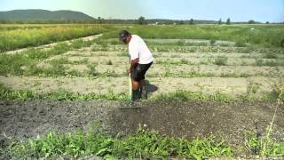 preview picture of video 'Les Jardins de Marie-Bio, un incubateur agricole sur petite surface'