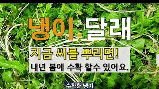 냉이 달래 지금 씨를 뿌리면 내년 봄에 수확할 수 있어요! #주말농장 냉이. 달래 가꾸기.