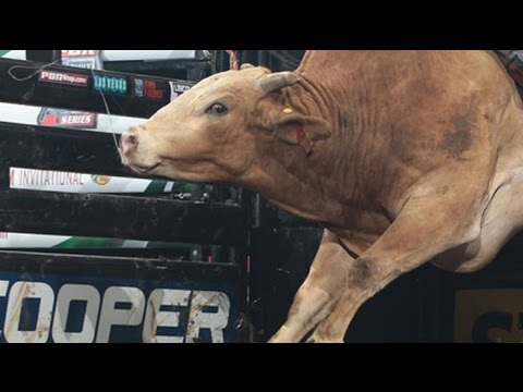 WRECK: Kasey Hayes has a close call with Brutus (PBR)