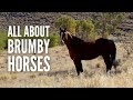 Brumby Horses: All About Australia’s Feral Horses