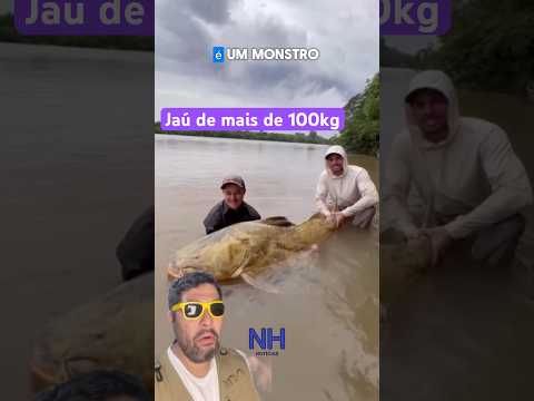 Jaú de mas de 100kg é pescado no Rio Ivaí no Paraná.  #pescaria #pesca #pescador #paraná