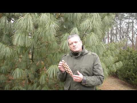 Sosny – drzewa niezwykłe. Odcinek 7.