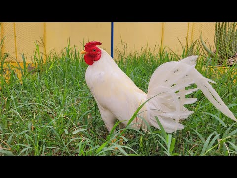 Mon Diez and the care he made for his birds. An unparalleled level in every sense of the word.