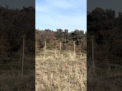 Loros barranqueros Ruta 259 Trevelin Chubut Argentina