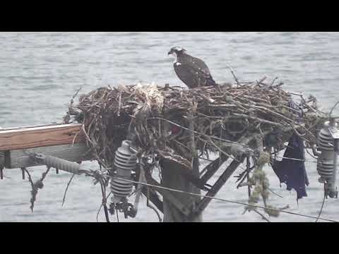 Fledgling Osprey -- 3+ til 5+ 09/07/18 Part 1