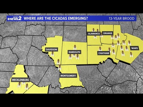 Where are the cicadas right now in the Piedmont?