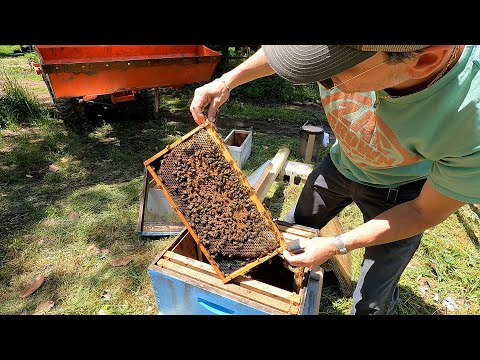 Setting Up New Bee Hives - Honey Bees For Farm! | Starting Old Byrd Farm Apiary | HONEY I'M HOME
