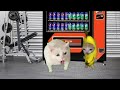 Baby Banana Cat Compilation 😺❤️ 2 Minutes #13