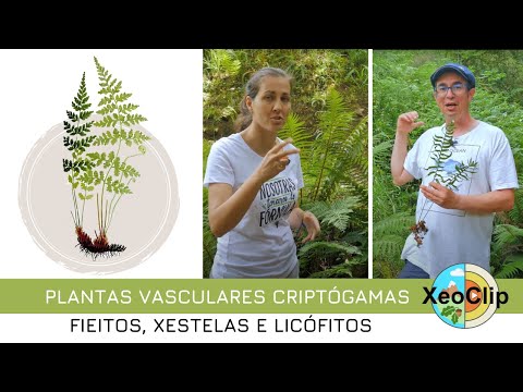 Vídeo: Plantas criptógamas vasculares