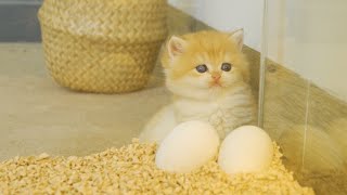 Kitten Pudding is waiting for eggs to hatch to become their mother Chick