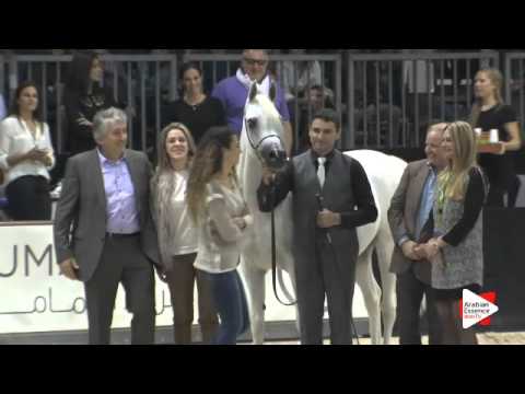 1st-N.196 F.M. GLORIAA - Verona 2015 - Senior Females Championship (Class 17)