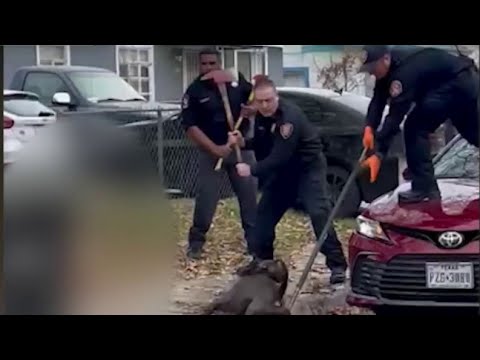 Woman who survived dog attack on San Antonio's West Side sues dog ...