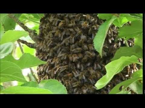 YouTube thumbnail: a swarm-removal attempt going sideways