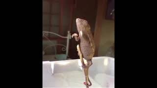 Jerry the chameleon dancing to Your Song by Elton John