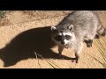 Raccoons Freeze | Caught Crossing Front Yard in Middle of the Night