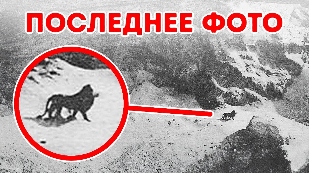 Вымершие виды, которые, возможно, никогда не исчезали