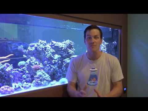 Slide 2 - Fluval SEA Evo 52L Aquarium Set (video)