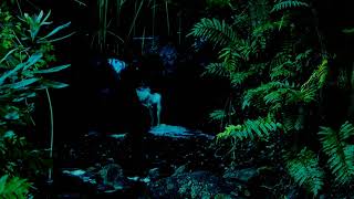 Download lagu Suara Jangkrik di malam hari dan air mengalir | relaksasi pikiran mp3 Download lagu Suara Jangkrik di malam hari dan air mengalir | relaksasi pikiran mp3