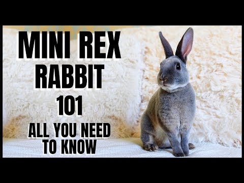 , title : 'Mini Rex Rabbit 101: All You Need To Know'