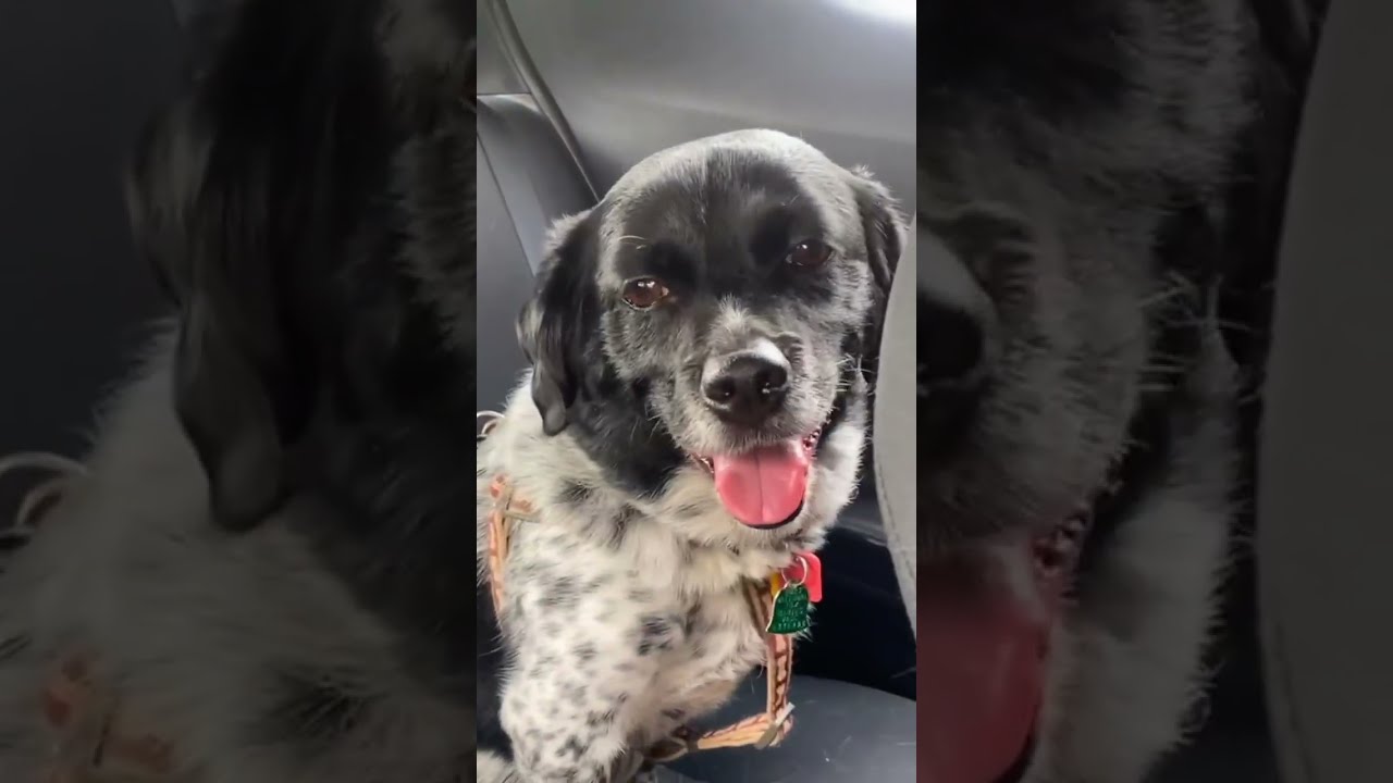 Enlarge Oreo, a Adoptable mixed breed in Madison Heights, MI video 6/6