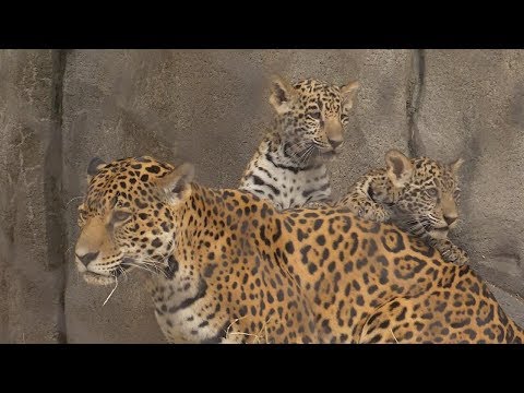 Houston Zoo Debuts Baby Jaguars For First Time in Over a Decade