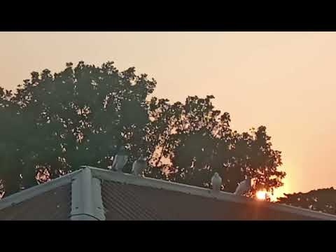 Highlight 14:15 – 19:15 from Born Free tv is live Sundown 🌞. 