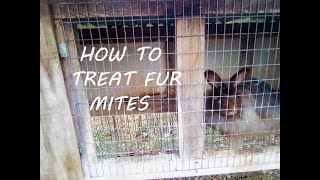 Curing Fur Mites With Ivermectin and...MOUTH WASH?!?/How I Sucessfully Treated my Angora Rabbit Herd