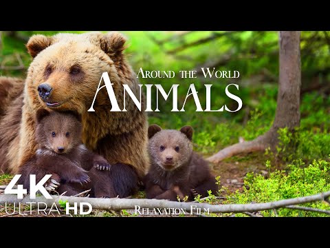Cute Animals 4K ???? Animal Families - Relaxation Film by Peaceful Relaxing Music in Video Ultra HD