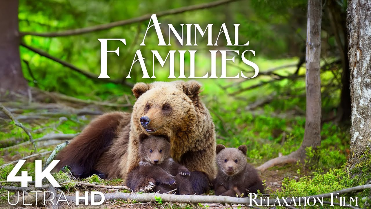 Cute Animal Families 4K • Relaxation Film with Peaceful Music | Nature 4K Ultra HD